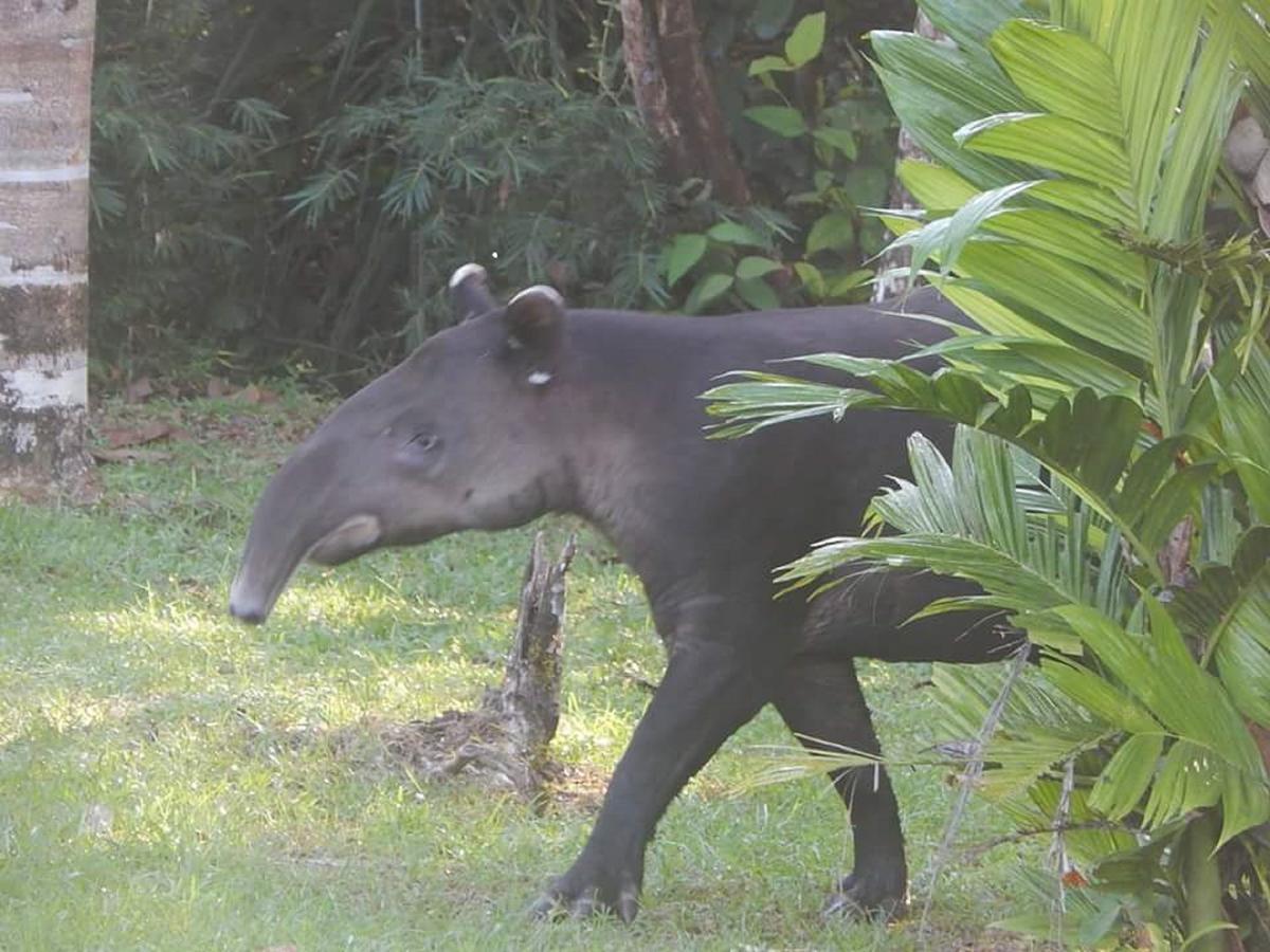 Naguala Jungle Lodge Drake Bay Bagian luar foto
