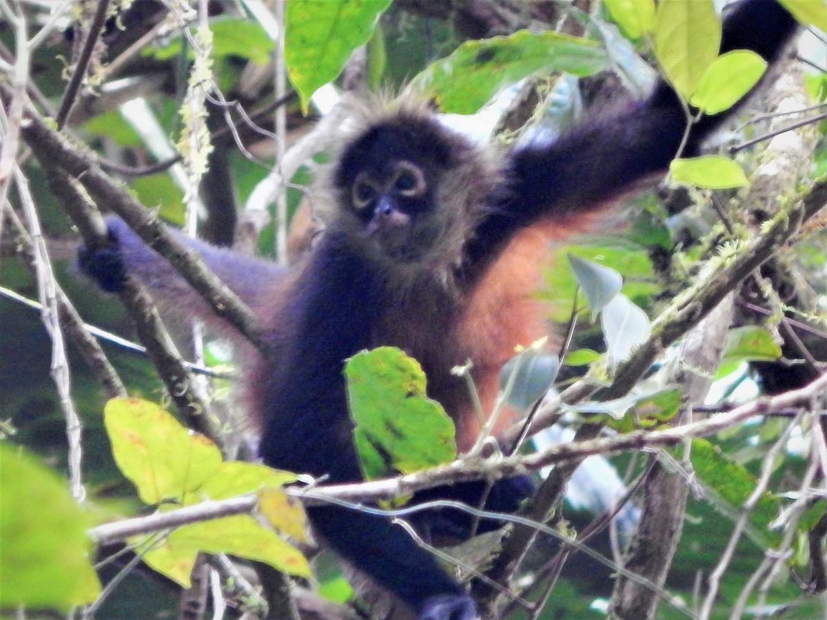 Naguala Jungle Lodge Drake Bay Bagian luar foto